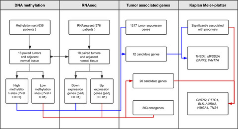 Aberrant CpG-methylation affects genes expression predicting survival in lung adenocarcinoma