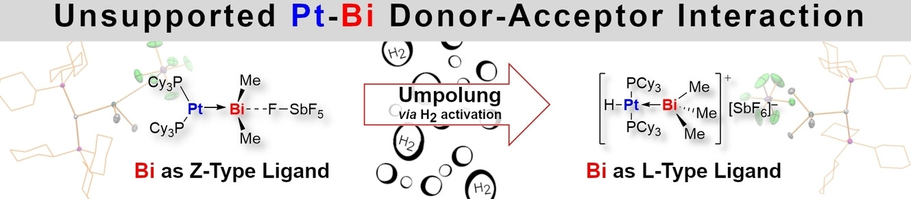 Bismuth as a Z-Type Ligand: an Unsupported Pt−Bi Donor-Acceptor Interaction and its Umpolung by Reaction with H2
