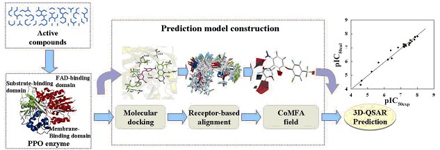 Insight into the Structural Requirements of Protoporphyrinogen Oxidase Inhibitors: Molecular Docking and CoMFA of Diphenyl Ether, Isoxazole Phenyl, and Pyrazole Phenyl Ether