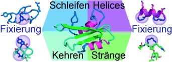 Fixierung cyclischer Peptide: Mimetika von Proteinstrukturmotiven