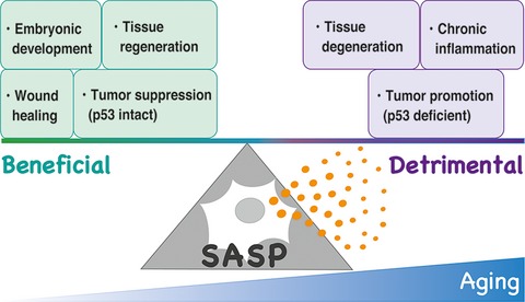 Impact of senescence-associated secretory phenotype and its potential as a therapeutic target for senescence-associated diseases