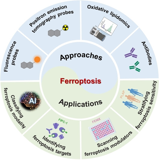 Ferroptosis Detection: From Approaches to Applications