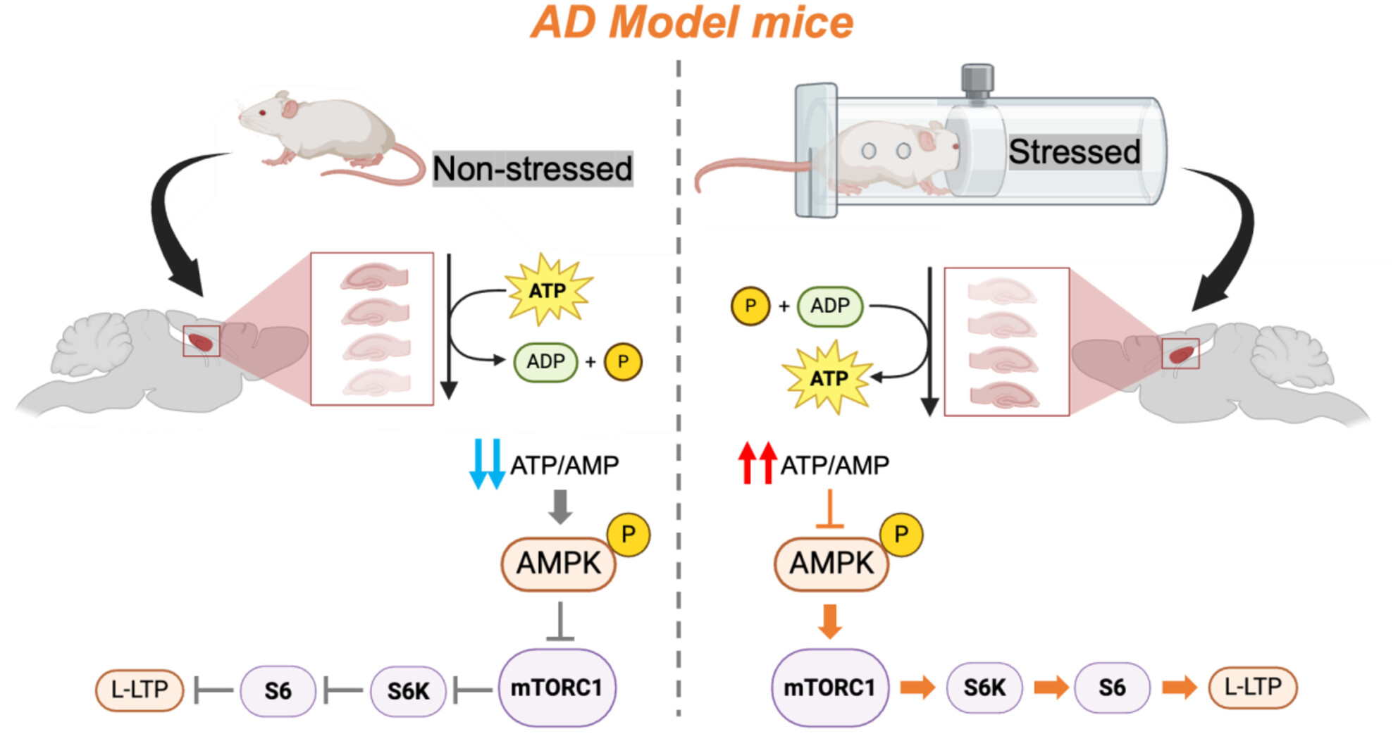Acute Restraint Stress Induces Long-Lasting Synaptic Enhancement by Inhibiting AMPK Activation in AD Model Mice