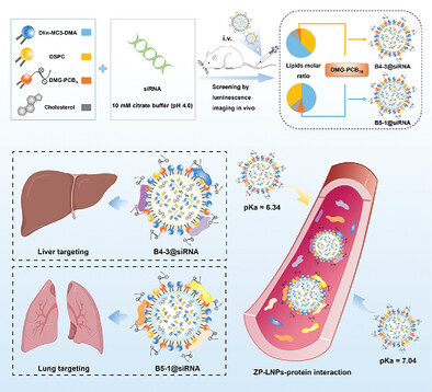 Zwitterionic Polymer Lipid Nanoparticles Enabling Selective Organ Targeting Delivery of Small Interfering RNA for the Treatment of Hepatic and Pulmonary Inflammation