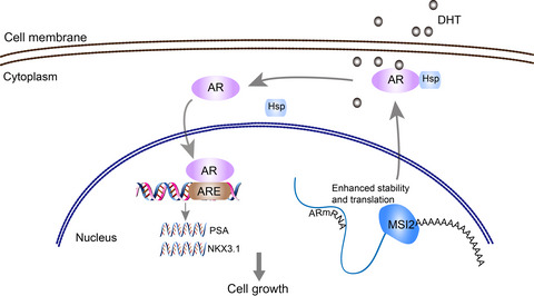 RNA-binding protein Musashi2 stabilizing androgen receptor drives prostate cancer progression