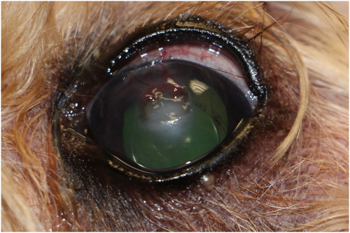 Details are in the caption following the image Details are in the caption following the image