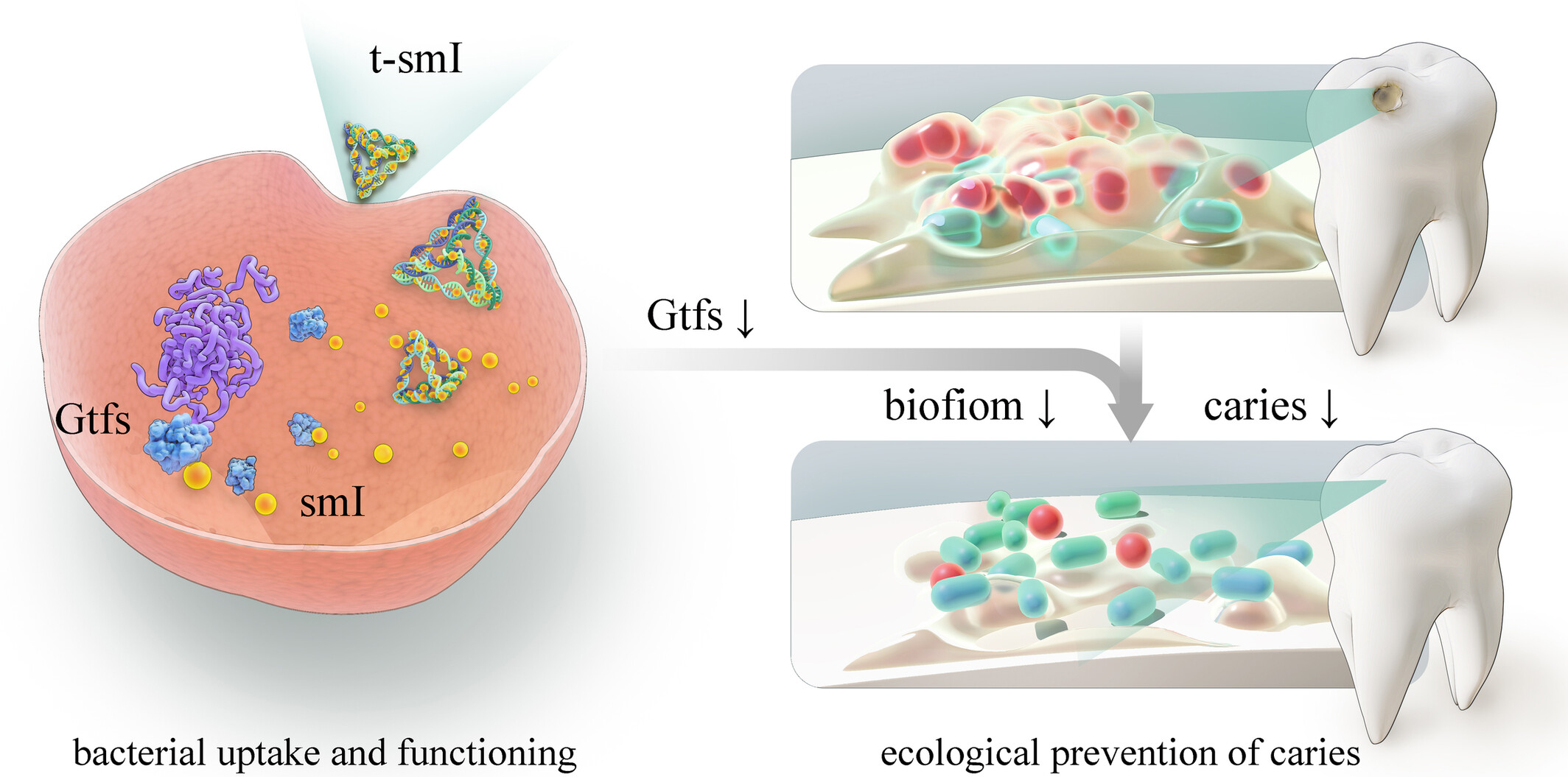 Tetrahedral framework nucleic acid–based small-molecule inhibitor delivery for ecological prevention of biofilm