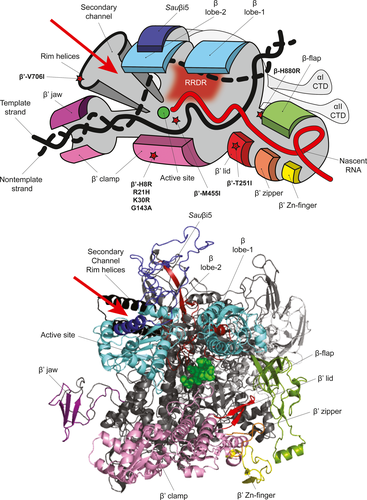 Details are in the caption following the image Details are in the caption following the image