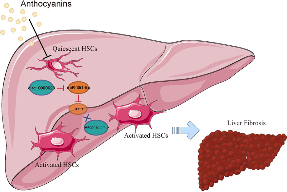 Anthocyanins improve liver fibrosis in mice by regulating the autophagic flux level of hepatic stellate cells by mmu_circ_0000623