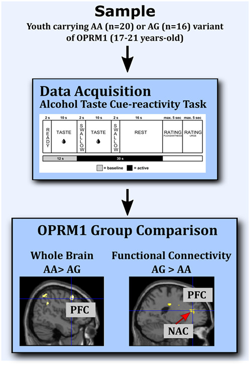 Neural response to alcohol taste cues in youth: effects of the OPRM1 gene