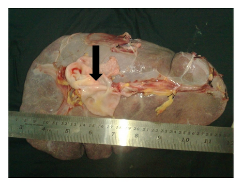 Details are in the caption following the image