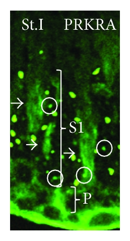 Details are in the caption following the image