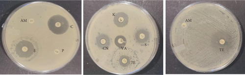 Details are in the caption following the image Details are in the caption following the image