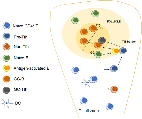The direct and indirect regulation of follicular T helper cell differentiation in inflammation and cancer