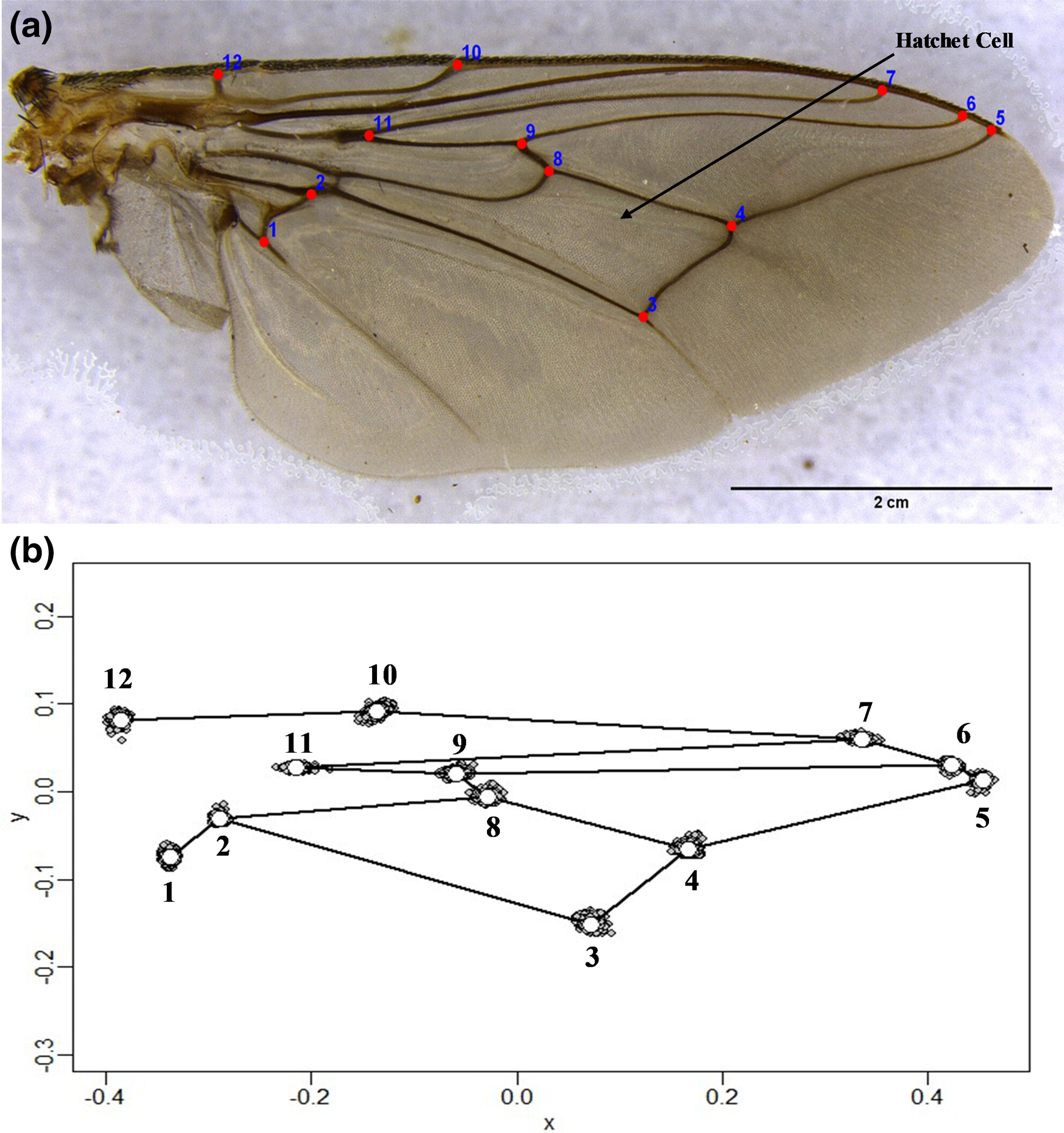 Phenotypic divergence of Glossina morsitans (Diptera: Glossinidae) populations in Zambia: Application of landmark-based wing geometric morphometrics to discriminate population-level variation