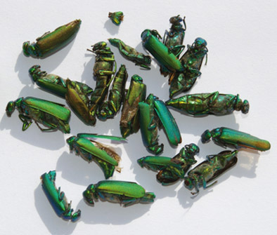 Cantharidin