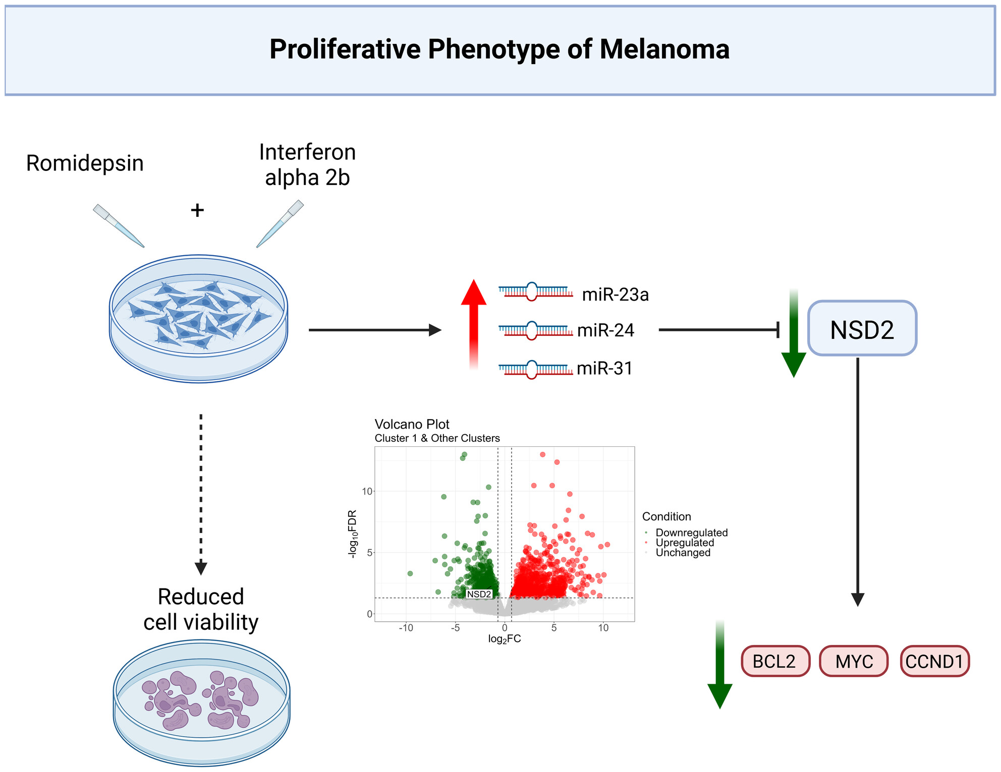 NSD2 and miRNAs as Key Regulators of Melanoma Response to Romidepsin and Interferon-α2b Treatment