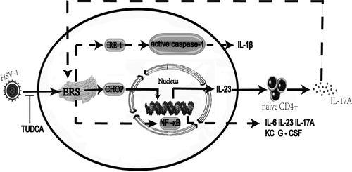 Details are in the caption following the image