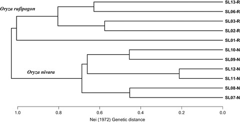 Population genetics and evolutionary history of the wild rice species Oryza rufipogon and O. nivara in Sri Lanka