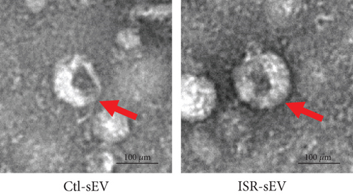 Details are in the caption following the image