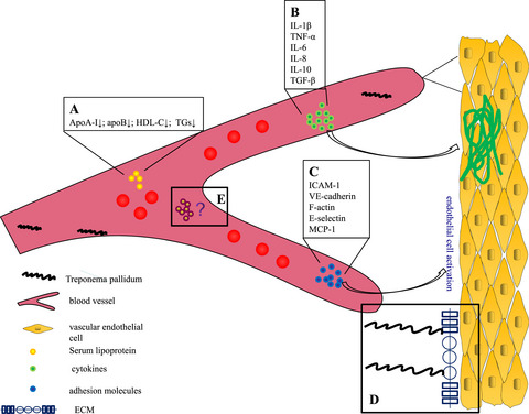 Possible effects of Treponema pallidum infection on human vascular endothelial cells