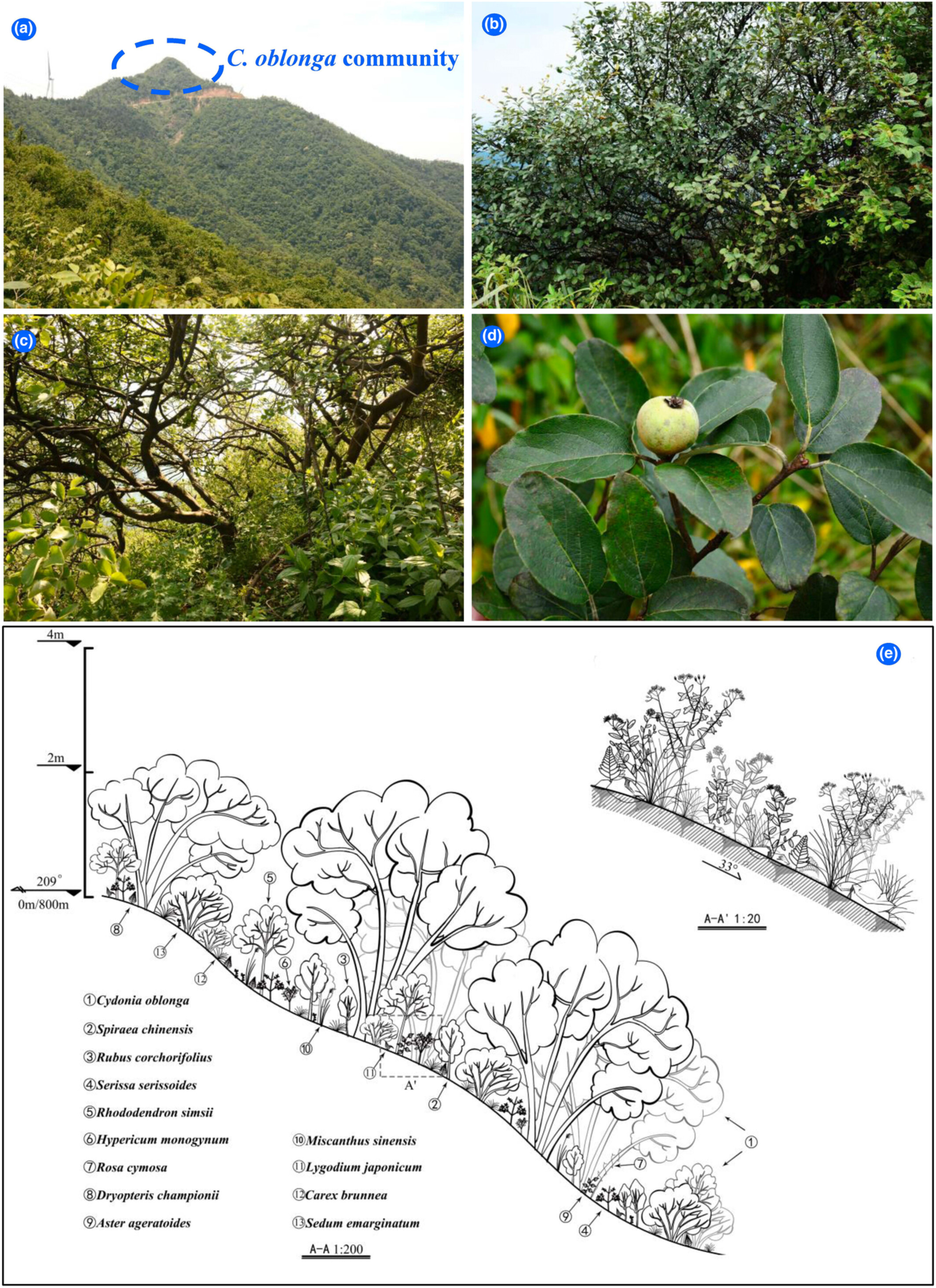 Naturalization of an alien ancient fruit tree at a fine scale: Community structure and population dynamics of Cydonia oblonga in China