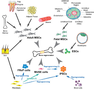 Novel cell sources for bone regeneration