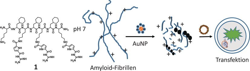 Efficient Gene Transfection through Inhibition of β-Sheet (Amyloid Fiber) Formation of a Short Amphiphilic Peptide by Gold Nanoparticles