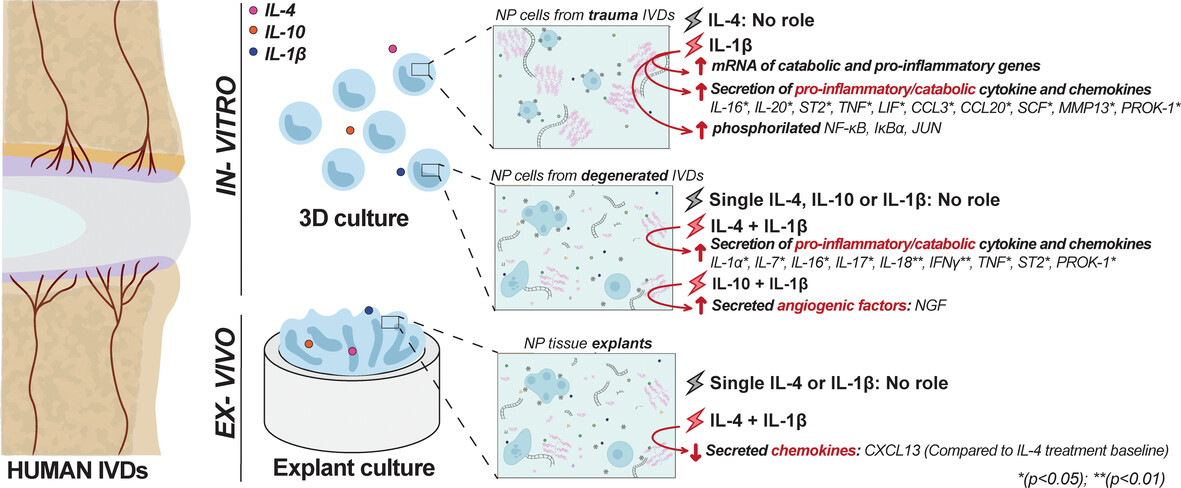 Ex Vivo and In Vitro Proteomic Approach to Elucidate the Relevance of IL-4 and IL-10 in Intervertebral Disc Pathophysiology