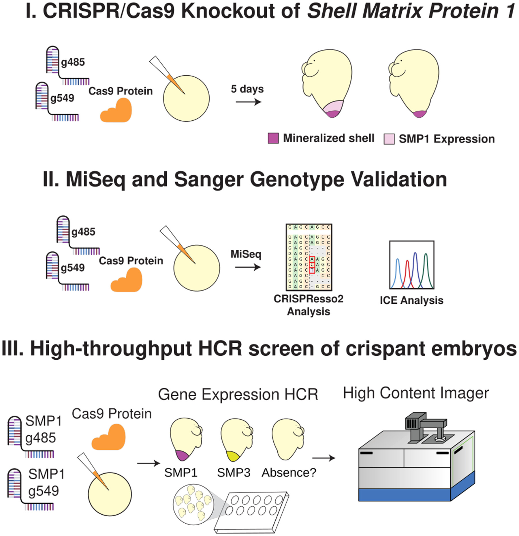 CRISPR/Cas9 Knockout of Shell Matrix Protein 1 in the Slipper-Snail Crepidula atrasolea