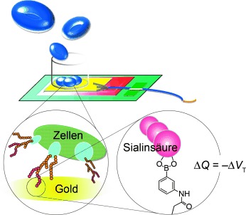 Assessment of Tumor Metastasis by the Direct Determination of Cell-Membrane Sialic Acid Expression