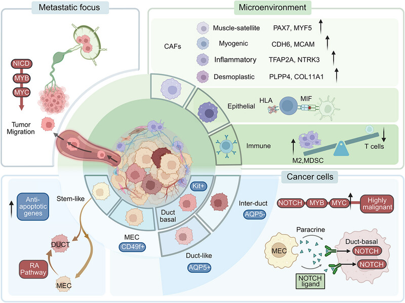 Adenoid cystic carcinoma: insights from molecular characterization and therapeutic advances