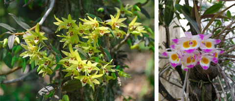 Phytochemical profiles of edible flowers of medicinal plants of Dendrobium officinale and Dendrobium devonianum