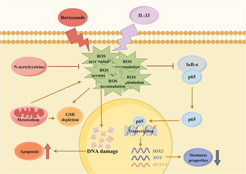 Interleukin-33 increases the sensitivity of multiple myeloma cells to the proteasome inhibitor bortezomib through reactive oxygen species-mediated inhibition of nuclear factor kappa-B signal and stemness properties