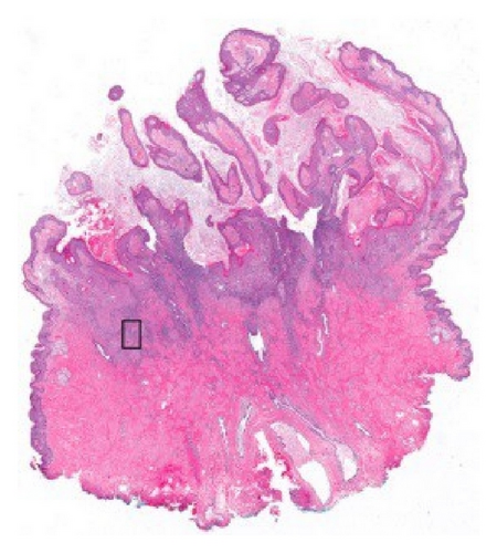 Details are in the caption following the image Details are in the caption following the image