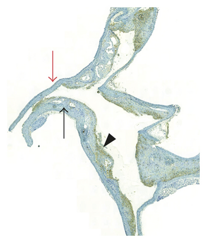 Details are in the caption following the image Details are in the caption following the image