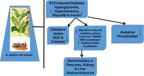 Glycyrrhiza glabra alcoholic root extract ameliorates hyperglycemia, hyperlipidemia, and glycation-induced free iron-mediated oxidative reactions