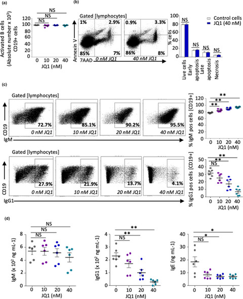 Bromodomain and extraterminal (BET) protein inhibition of IgG/IgE production in murine B cells is counter-balanced by a strong Th2 bias