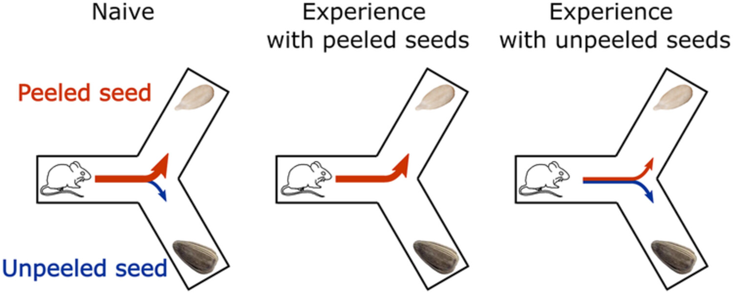 Prior actions influence cost–benefit-related decision-making during mouse foraging behaviours