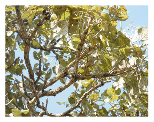 Details are in the caption following the image Details are in the caption following the image