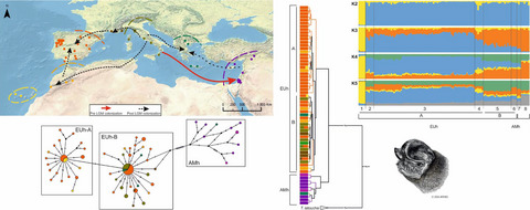 Evolutionary history of the European free-tailed bat, a tropical affinity species spanning across the Mediterranean Basin