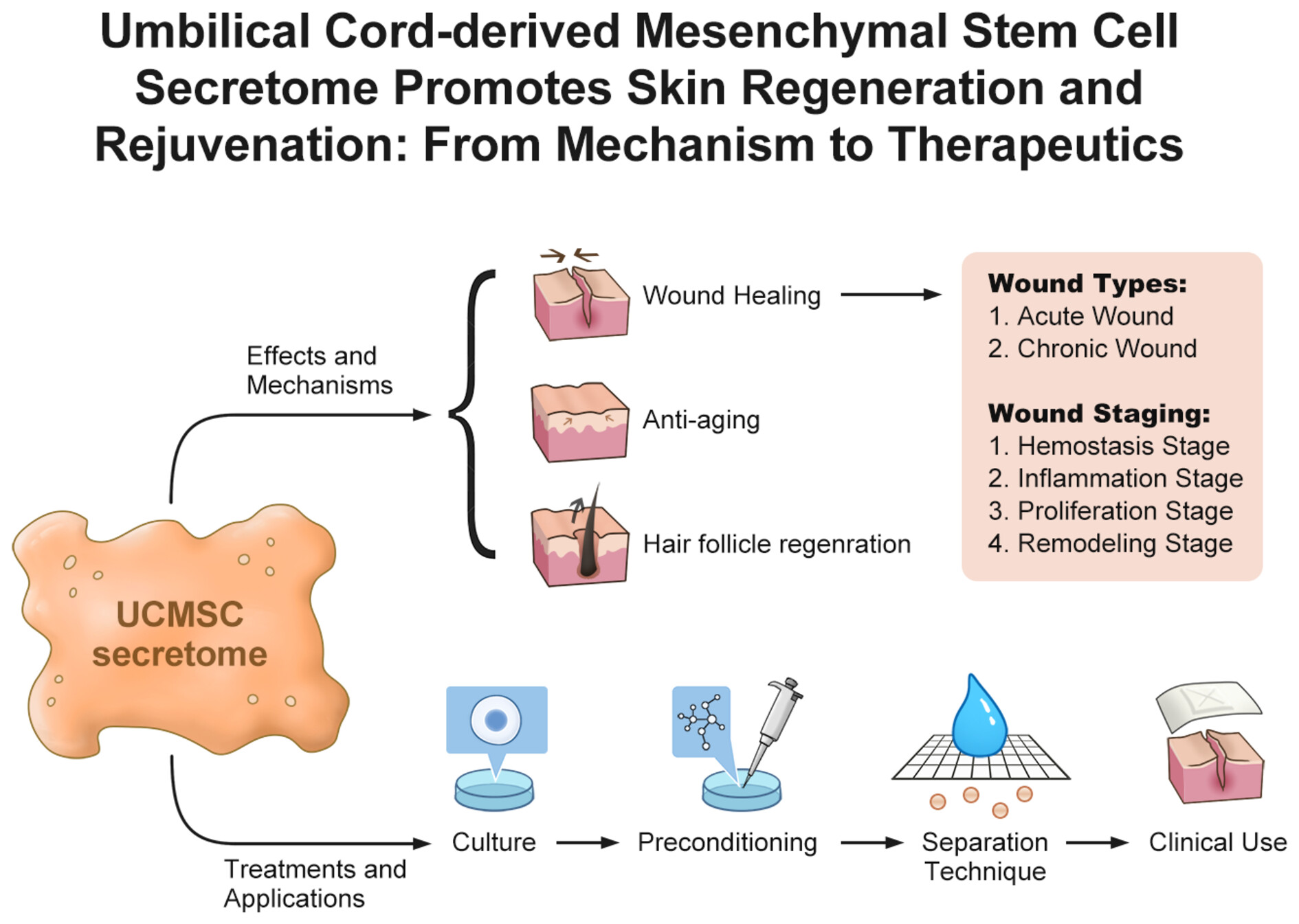 Umbilical cord-derived mesenchymal stem cell secretome promotes skin regeneration and rejuvenation: From mechanism to therapeutics