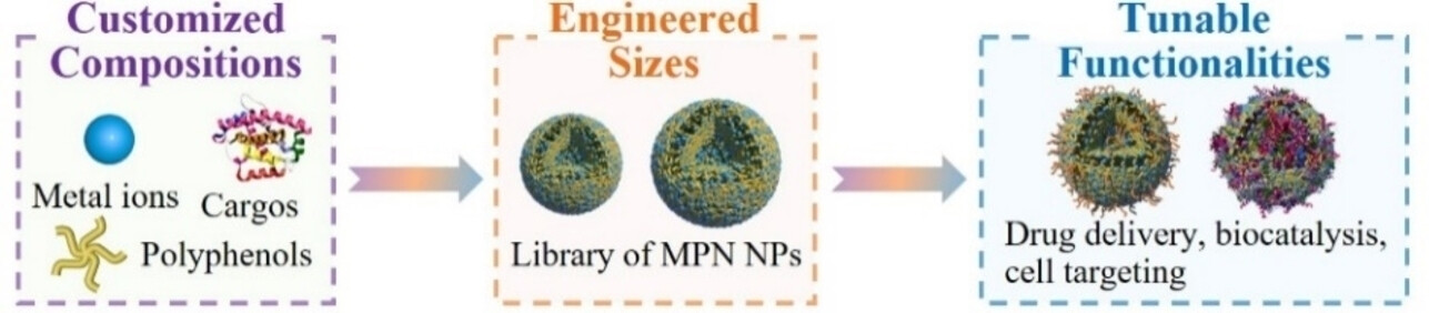 Direct Assembly of Metal-Phenolic Network Nanoparticles for Biomedical Applications