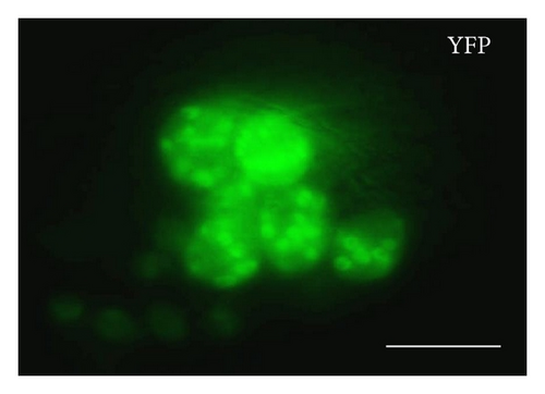Details are in the caption following the image