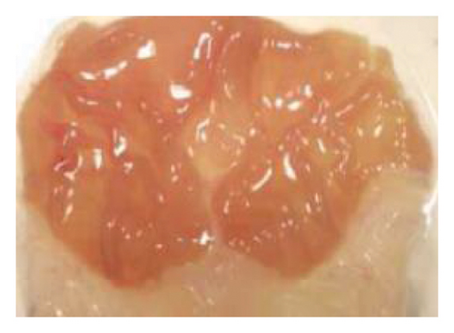 Details are in the caption following the image Details are in the caption following the image