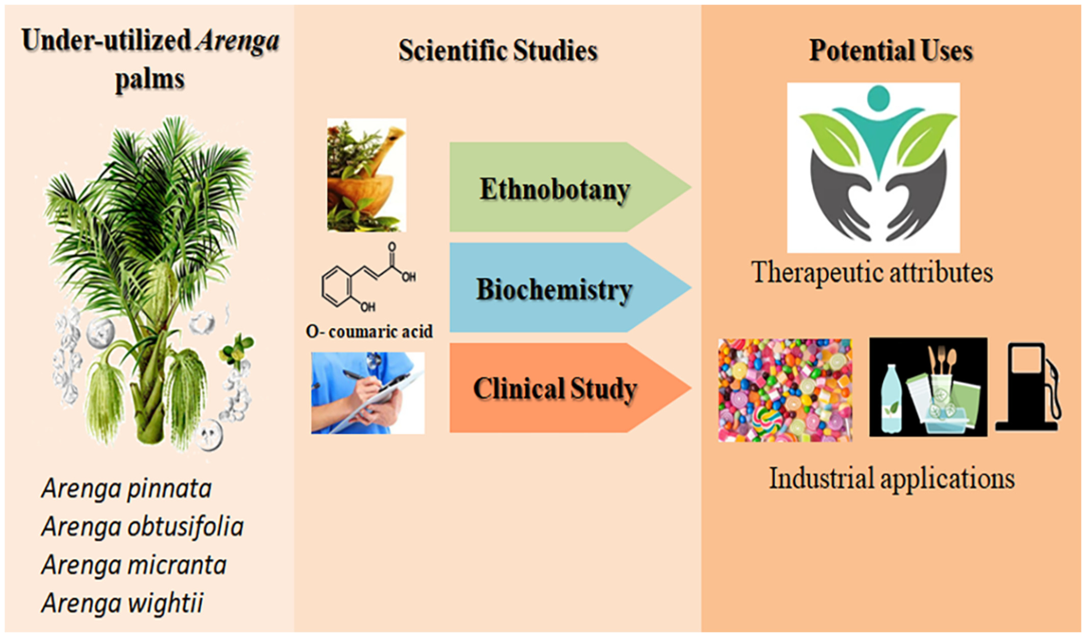 Ethno-pharmacological and industrial attributes on the underutilized Arenga species in India