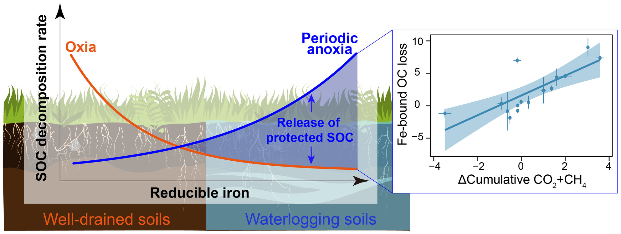 Iron-Driven Fast Decomposition of Soil Carbon Under Periodic Anoxia