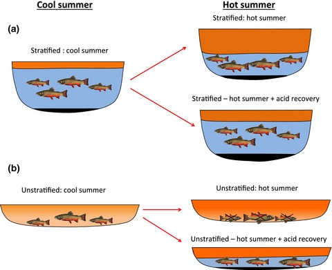 Acid rain recovery may help to mitigate the impacts of climate change on thermally sensitive fish in lakes across eastern North America