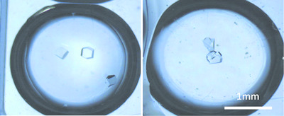 Effect of the weather conditions during solution preparation on lysozyme crystallization