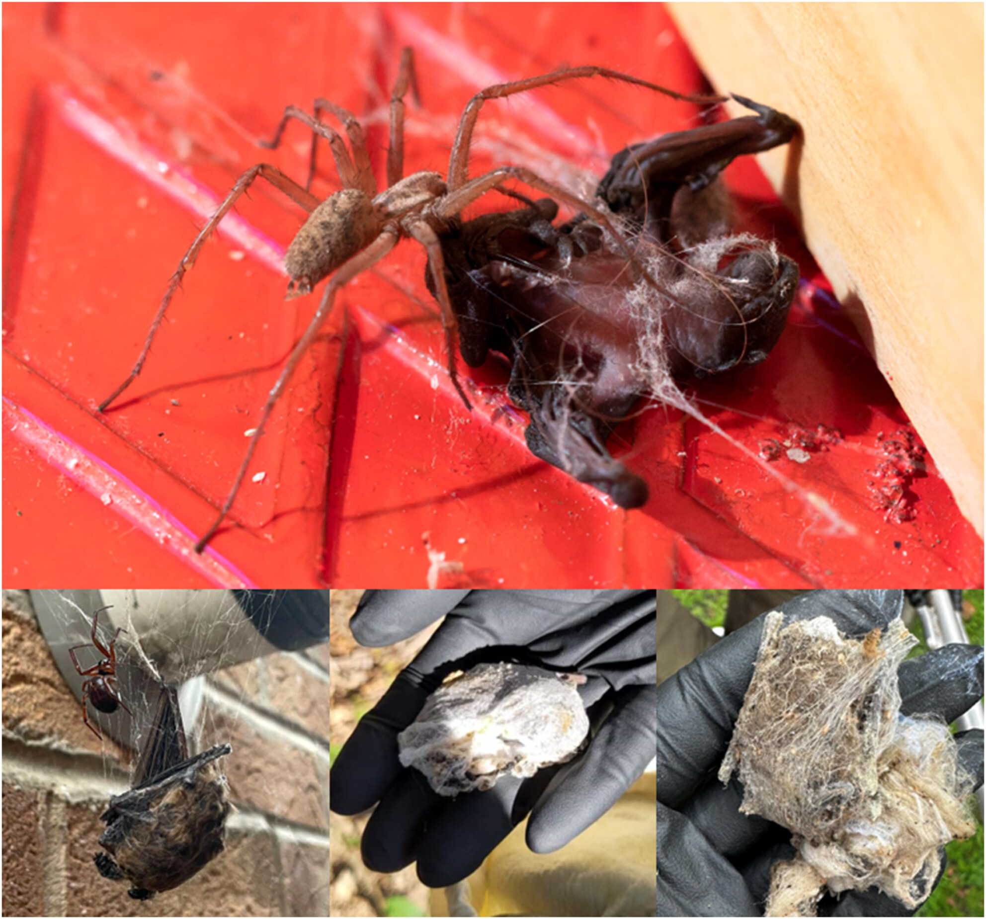 Caught in the web: Exploring spider predation on bats in Europe